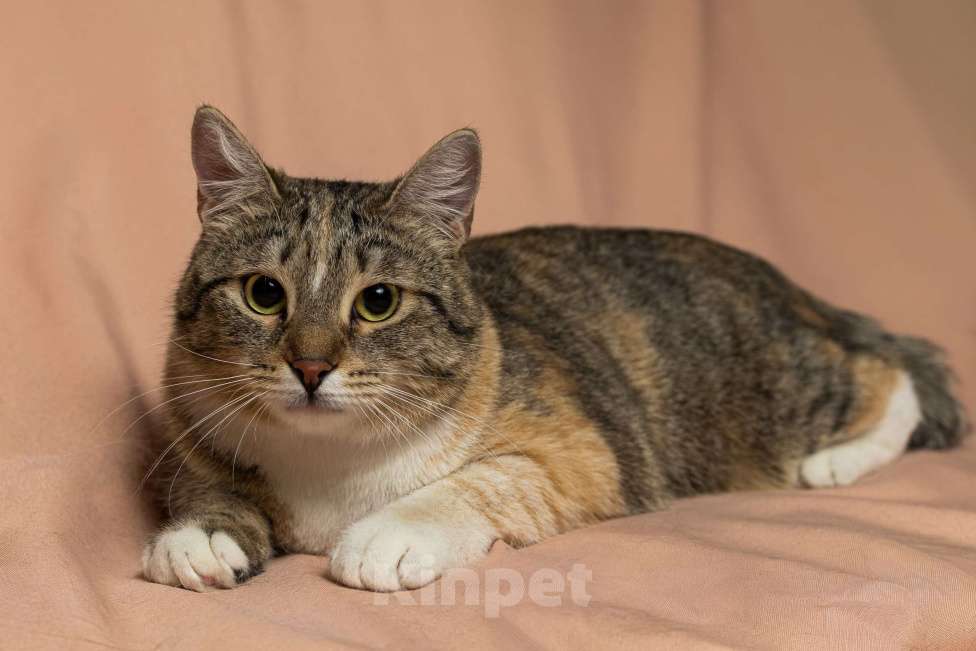 Кошки в Москве: Лада, 10 месяцев Девочка, Бесплатно - фото 3