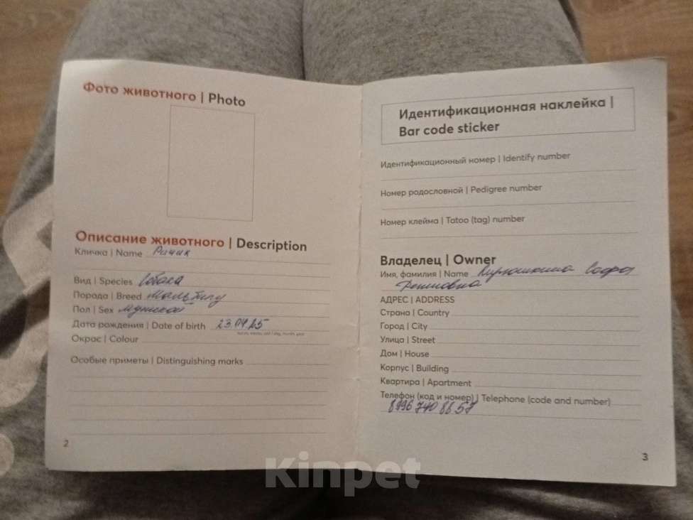 Собаки в Самаре: Продам Мальчик, 80 000 руб. - фото 7