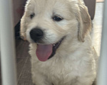Собаки в других городах Челябинской области: Щенок золотистый ретривер Мальчик, 80 000 руб. - фото 5
