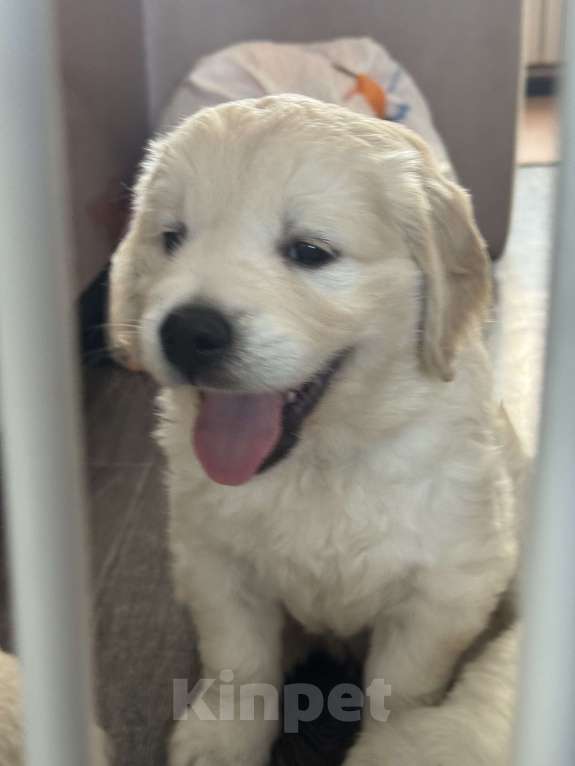 Собаки в других городах Челябинской области: Щенок золотистый ретривер Мальчик, 80 000 руб. - фото 5