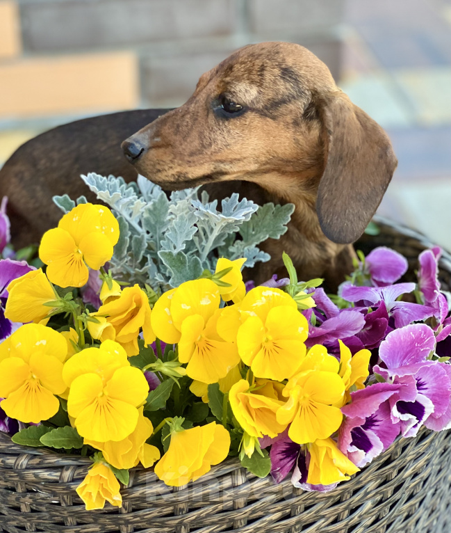 Собаки в Москве: Шикарная Тигровая кроличья девочка кролик  Девочка, 90 000 руб. - фото 5
