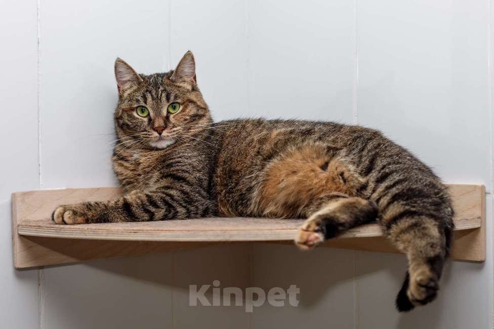 Кошки в Москве: В самые добрые руки Девочка, Бесплатно - фото 4