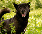 Собаки в Москве: Балунчик Мальчик, Бесплатно - фото 2