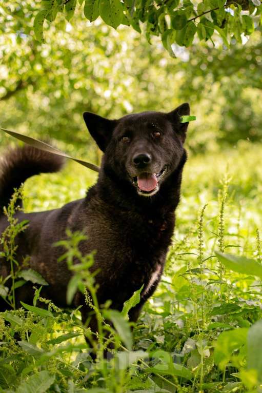 Собаки в Москве: Балунчик Мальчик, Бесплатно - фото 2