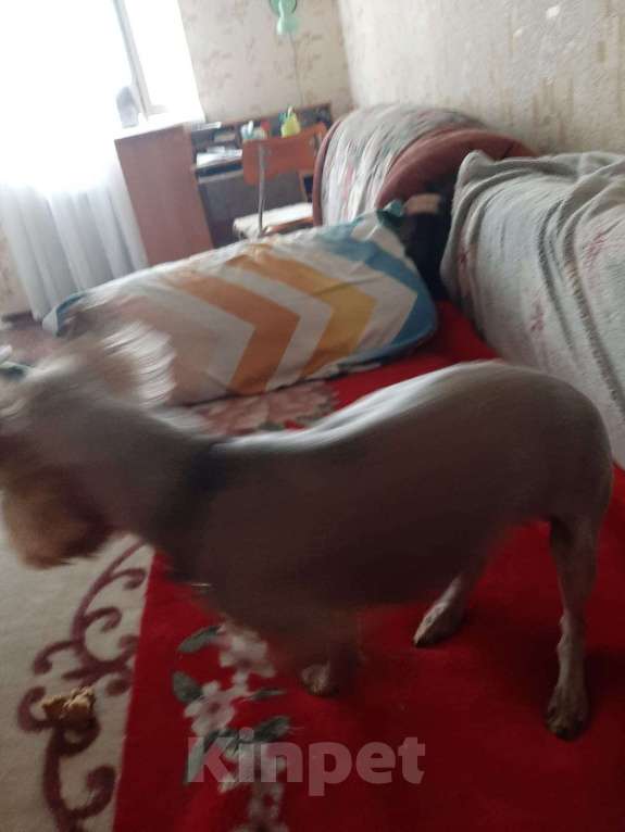 Собаки в Геленджике: Найдена девочка йорк, ждет свою хозяйку Девочка, Бесплатно - фото 3