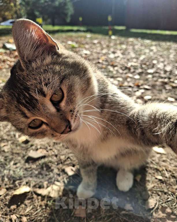 Кошки в Москве: Малышке нужен дом! Девочка, Бесплатно - фото 4