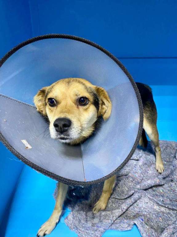 Собаки в Москве: Бывшедомашний щенок Чижик. Выпуск на улицу через три дня Мальчик, Бесплатно - фото 4