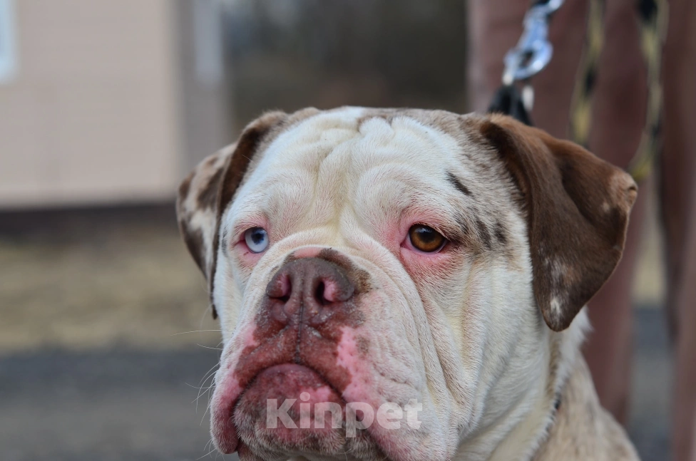 Собаки в Москве: Девочки Староанглийского бульдога  Девочка, 50 000 руб. - фото 5