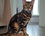 Кошки в Ростове-на-Дону: Бенгальские котята Девочка, 17 000 руб. - фото 8