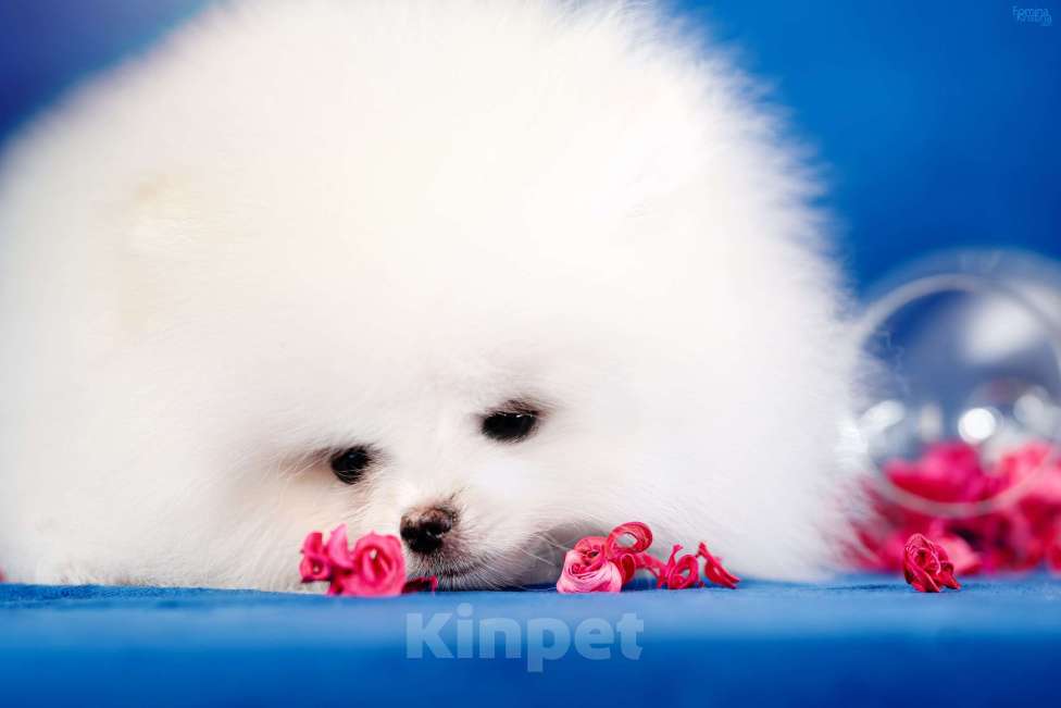 Собаки в Москве: Мальчик бело кремовый Мальчик, 85 000 руб. - фото 3