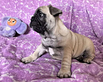Собаки в Санкт-Петербурге: Французский бульдог щенки Девочка, Бесплатно - фото 1