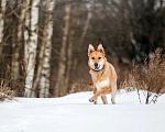 Собаки в Москве: Рыжая красавица собачка Белла в добрые руки Девочка, 1 руб. - фото 4