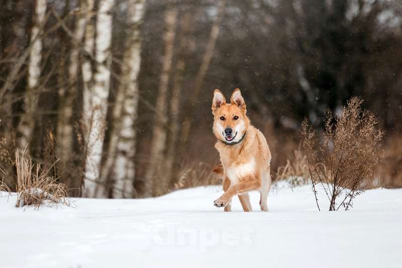 Собаки в Москве: Рыжая красавица собачка Белла в добрые руки Девочка, 1 руб. - фото 4