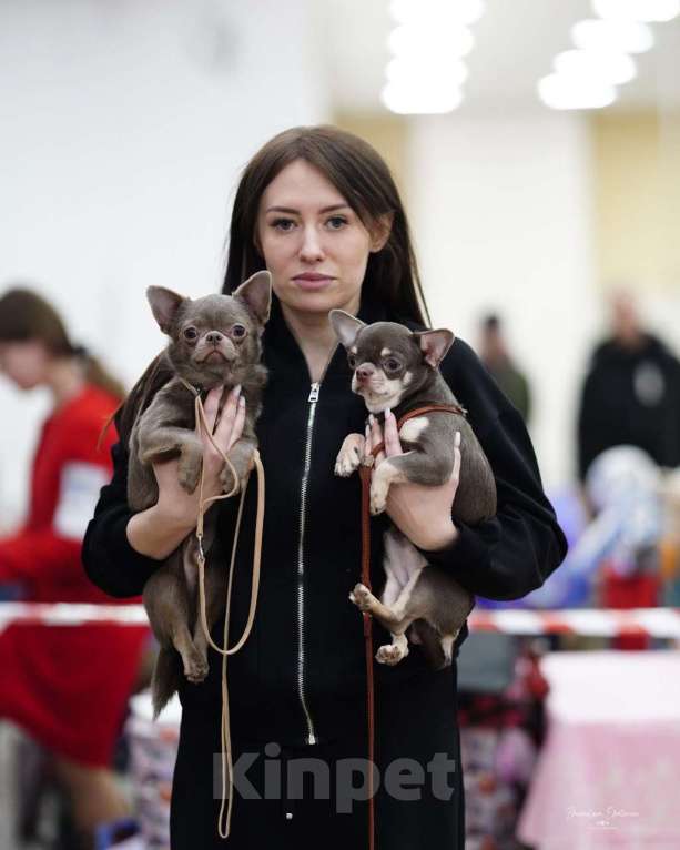 Собаки в Воронеже: Кобель для вязки Мальчик, 20 000 руб. - фото 7