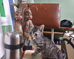 Кошки в Санкт-Петербурге: В добрые руки Мальчик, Бесплатно - фото 7