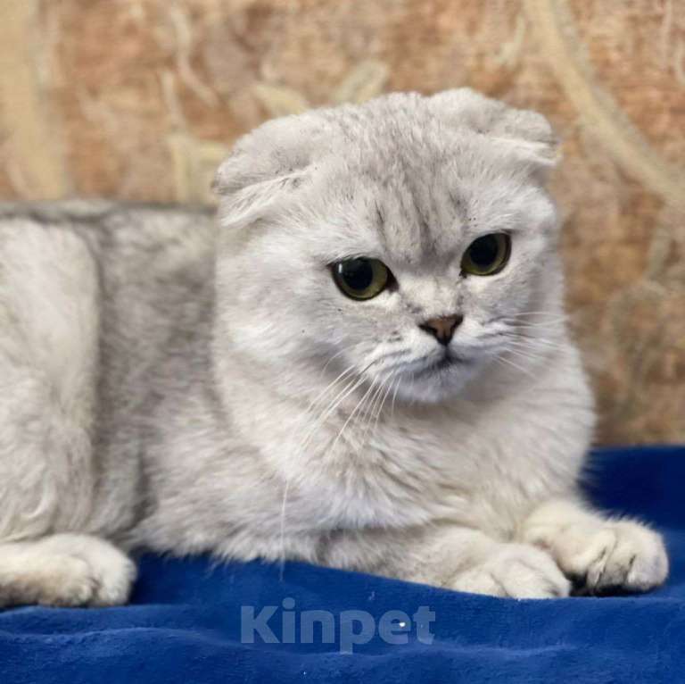 Кошки в Москве: Породистую кошечку выкинули Девочка, Бесплатно - фото 5