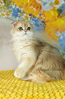 Шотландская золотая шиншилла мальчик