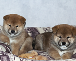 Собаки в Кольчугино: Девочка сиба,  2.5 месяца, предлагается к продаже  Девочка, 40 000 руб. - фото 4