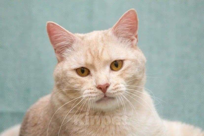 Кошки в Москве: Снежок мега ласковый в поисках семьи Мальчик, Бесплатно - фото 2