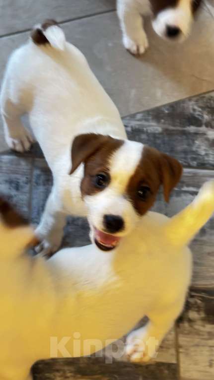 Собаки в Москве: Щенок джек-рассел-терьер от титулованных родителей Девочка, 1 руб. - фото 10