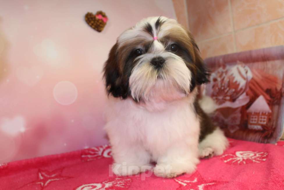 Собаки в Москве: девочка ши-тцу Девочка, 50 000 руб. - фото 2