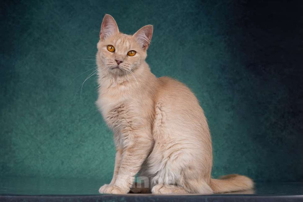 Кошки в Москве: Невероятно ласковая пушистая рыжая кошка Абигэль в дар Девочка, 1 руб. - фото 4