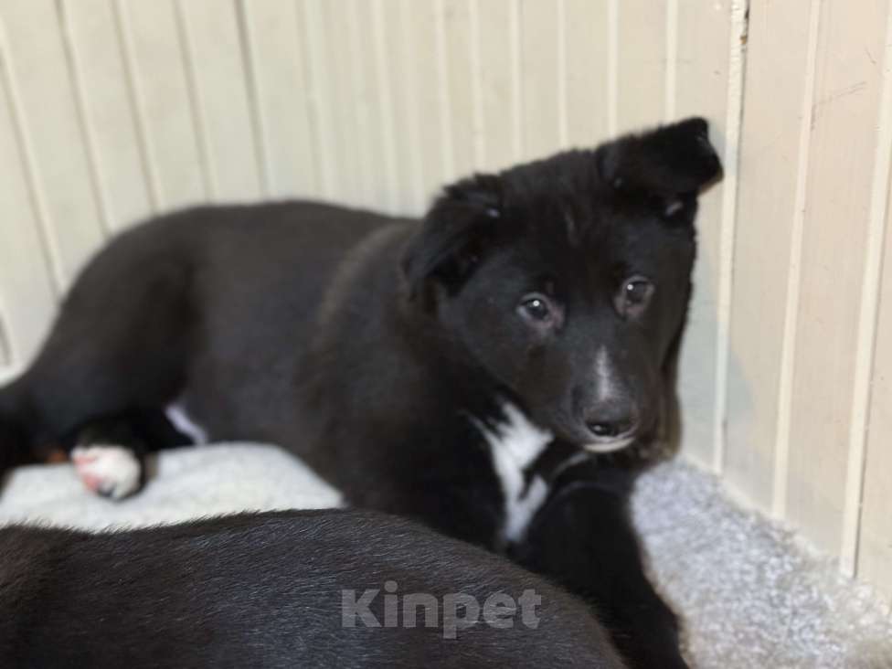 Собаки в Наро-Фоминске: Щенок метис алабая Мальчик, Бесплатно - фото 1