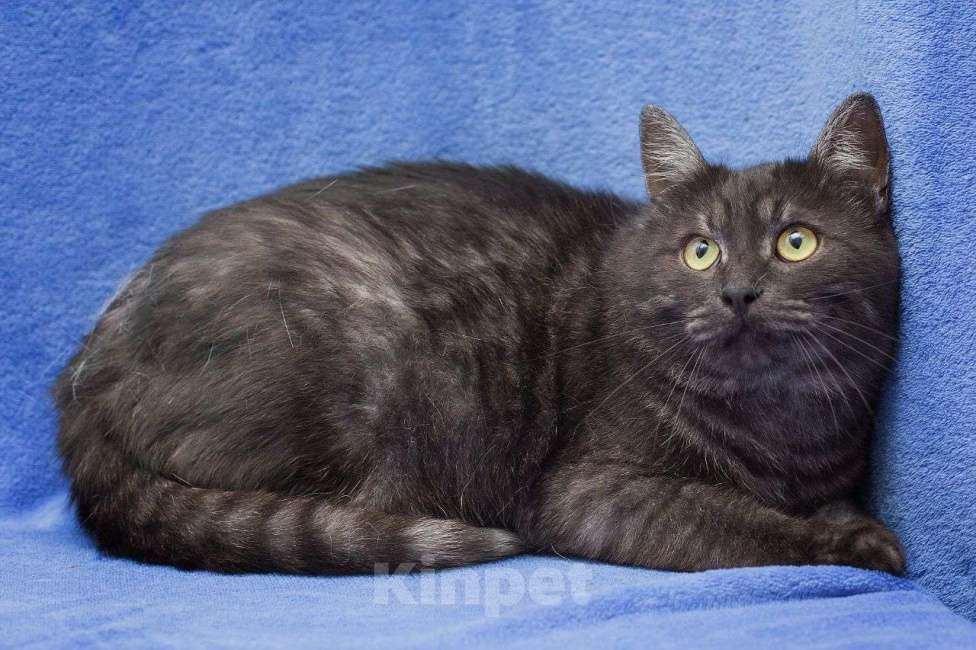 Кошки в Москве: Самый недооцененный людьми кот грустит в клеточке Мальчик, Бесплатно - фото 2