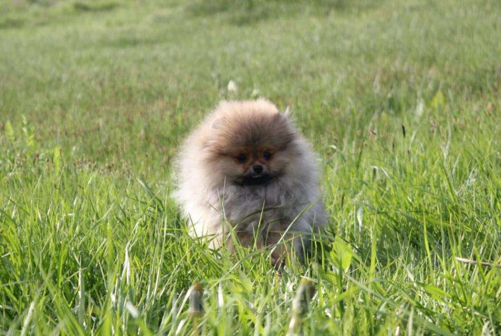 Собаки в Орле: Прекрасная девочка без недостатков  Девочка, 35 000 руб. - фото 6