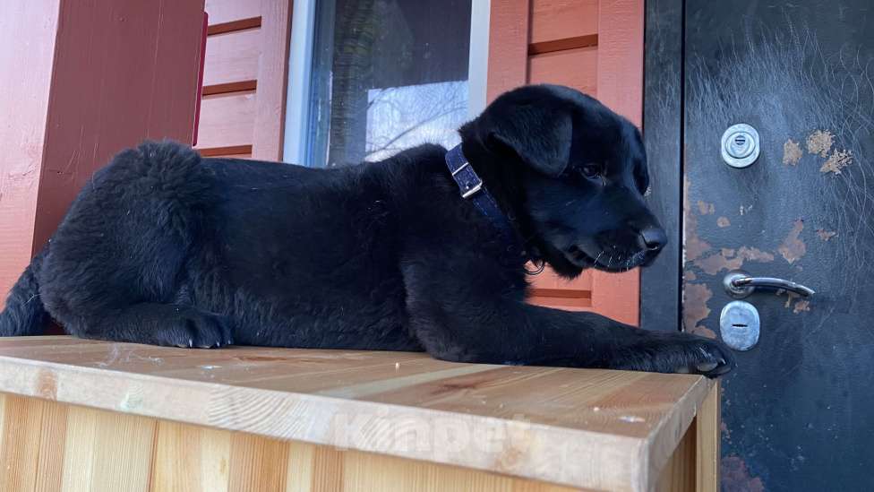 Собаки в Белоозёрском: Отдаем малышку Девочка, Бесплатно - фото 4