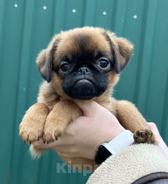 Собаки в Апрелевке: Рыжий мальчишка птишка. Мальчик, 50 000 руб. - фото 2