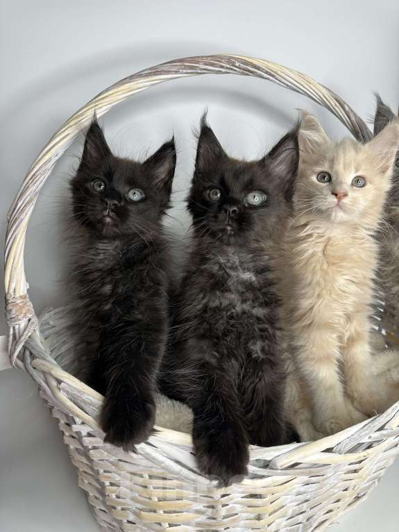 Кошки в Москве: Котята Мейн-кун Мальчик, 60 000 руб. - фото 2