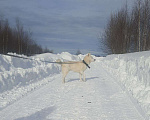 Собаки в Москве: Белый красавец в дар, компаньон Мальчик, Бесплатно - фото 6