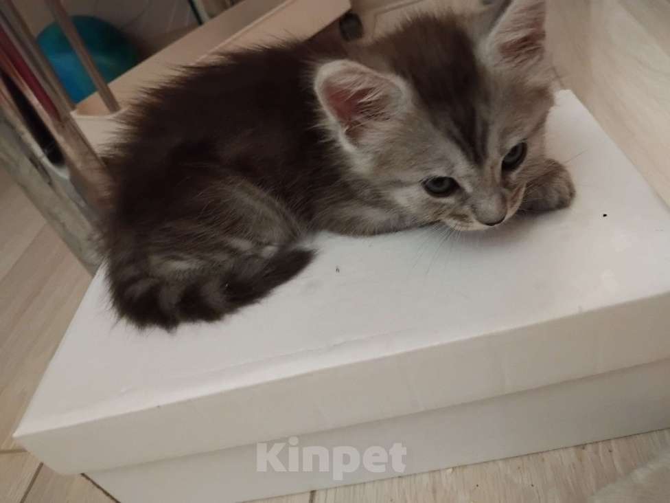 Кошки в Ставрополе: Энджел дымка Девочка, 20 000 руб. - фото 2