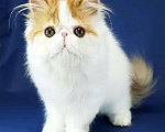 Кошки в Санкт-Петербурге: Персидский котик Мальчик, 25 000 руб. - фото 4