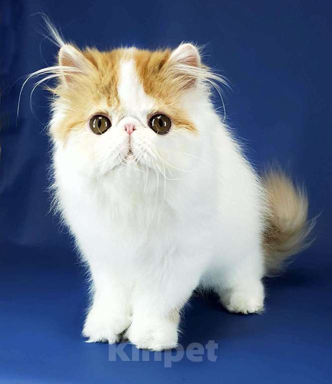 Кошки в Санкт-Петербурге: Персидский котик Мальчик, 25 000 руб. - фото 4
