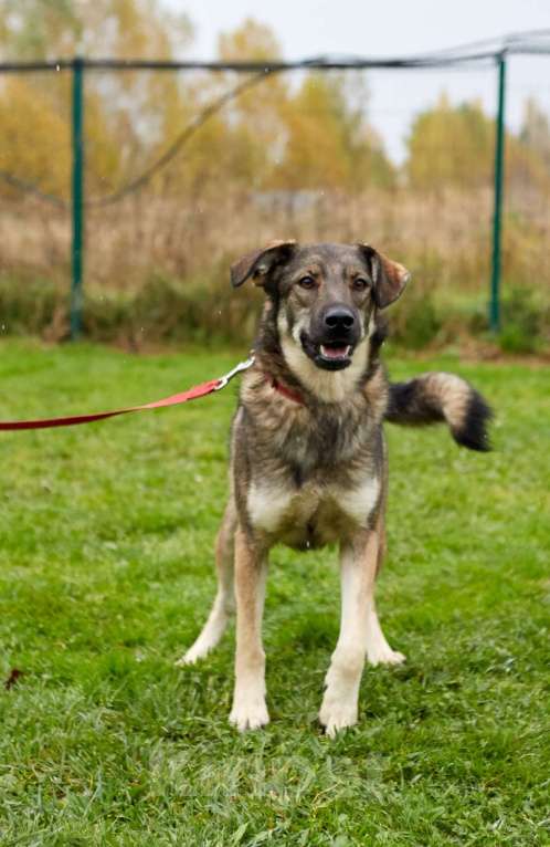 Собаки в Москве: Шерри. Умеет делать крокодилу Девочка, 1 руб. - фото 4