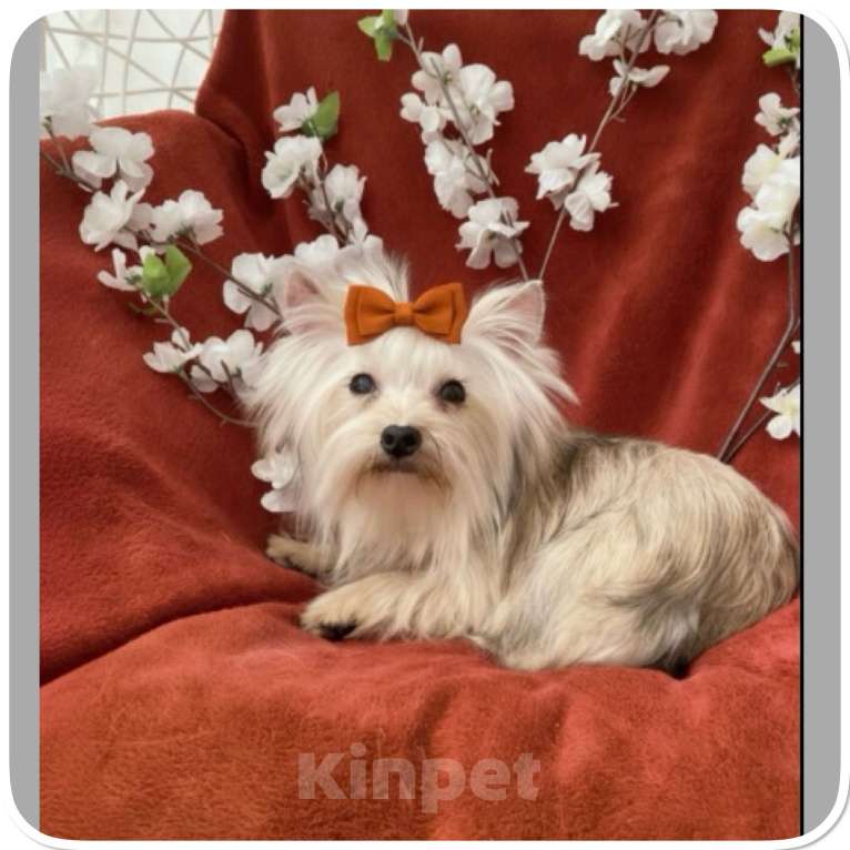 Собаки в Москве: Подрощенный йорк мини девочка золотая Девочка, 80 000 руб. - фото 9