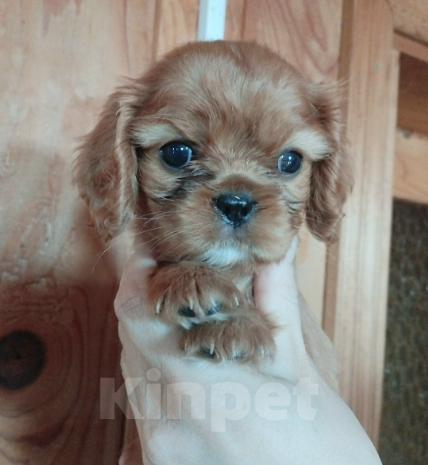 Собаки в других городах Тверской области: Кавалер кинг-чарльз-спаниель, девочка Девочка, Бесплатно - фото 1