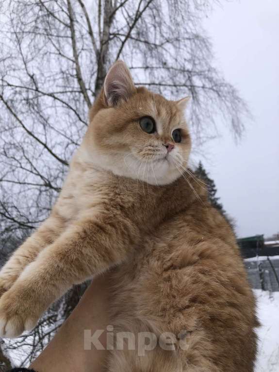 Кошки в других городах Московской области: Британский золотой мальчик  Мальчик, 20 000 руб. - фото 5