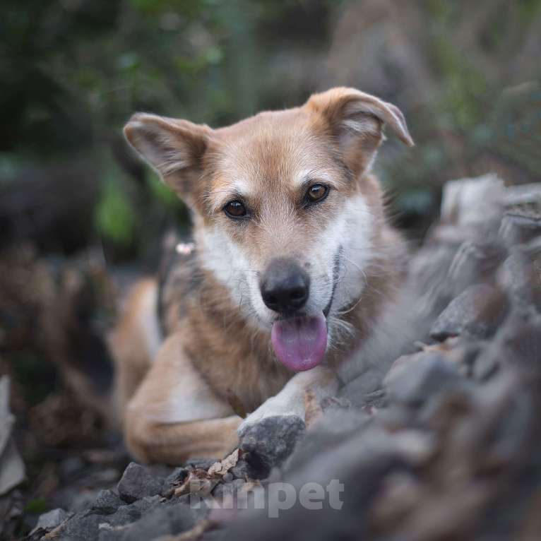 Собаки в Москве: Соло Мальчик, Бесплатно - фото 3