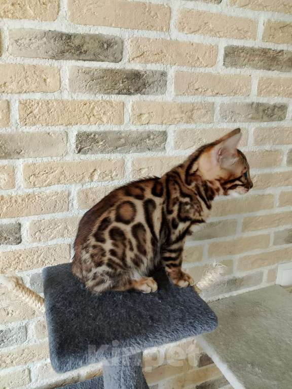 Кошки в Москве: Бенгальские котята Мальчик, 15 000 руб. - фото 4