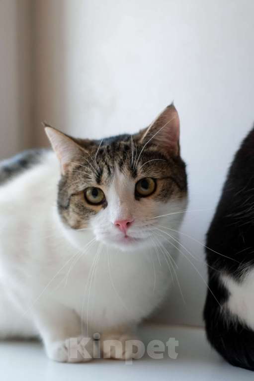 Кошки в Санкт-Петербурге: Тëма из приюта в добрые руки Мальчик, Бесплатно - фото 9