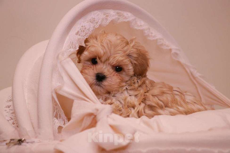 Собаки в Москве: Милый мальтипу мальчик  Мальчик, 120 000 руб. - фото 4