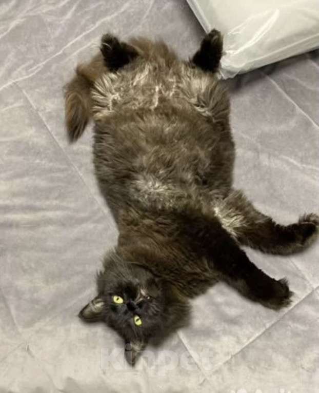 Кошки в Санкт-Петербурге: Ищет новый дом Девочка, Бесплатно - фото 3