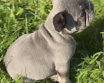 Собаки в Калининграде: Лиловые щенки французского бульдога Мальчик, 55 000 руб. - фото 3