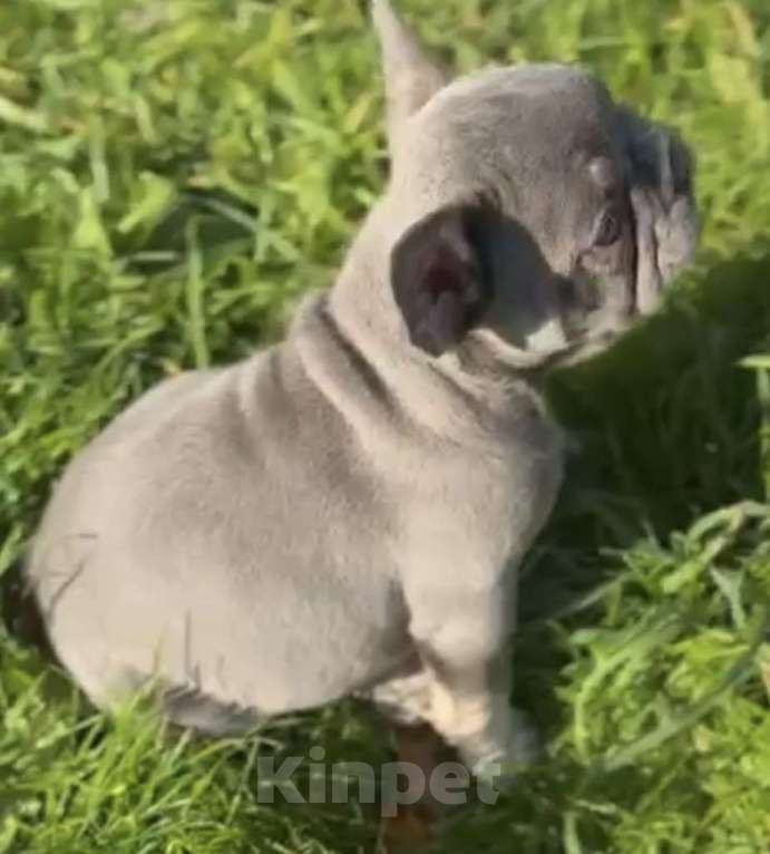 Собаки в Калининграде: Лиловые щенки французского бульдога Мальчик, 55 000 руб. - фото 3