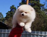 Собаки в Москве: Белый мини мальчик Мальчик, 30 000 руб. - фото 3