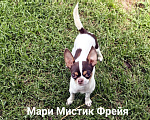 Собаки в Санкт-Петербурге: Окрас бело шоколадный триколор чихуахуа Девочка, 70 000 руб. - фото 3