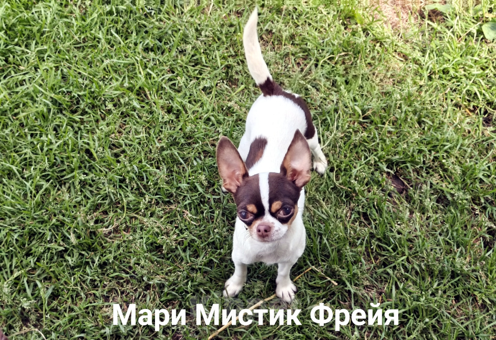 Собаки в Санкт-Петербурге: Окрас бело шоколадный триколор чихуахуа Девочка, 70 000 руб. - фото 3